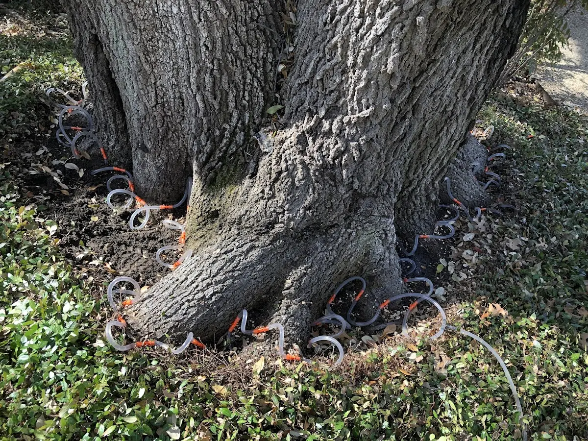 Detailed Tree Cabling and Bracing job site in Macksburg