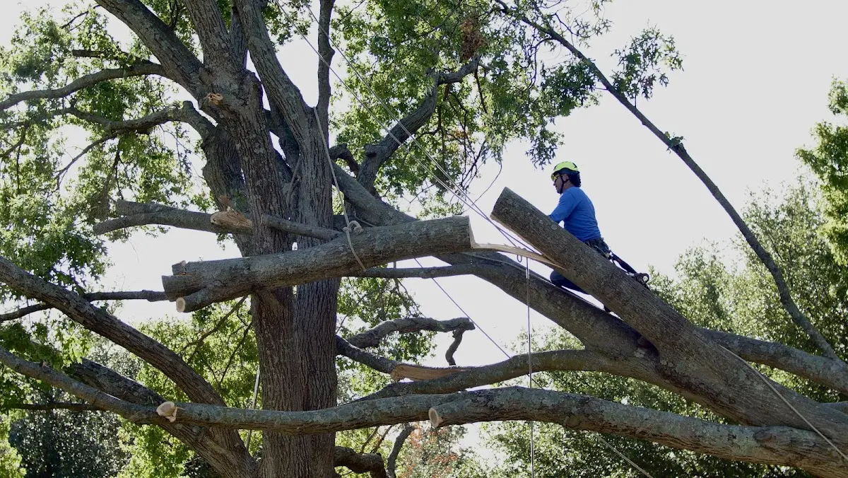 Professional Crown Thinning performed by certified arborists in Macksburg