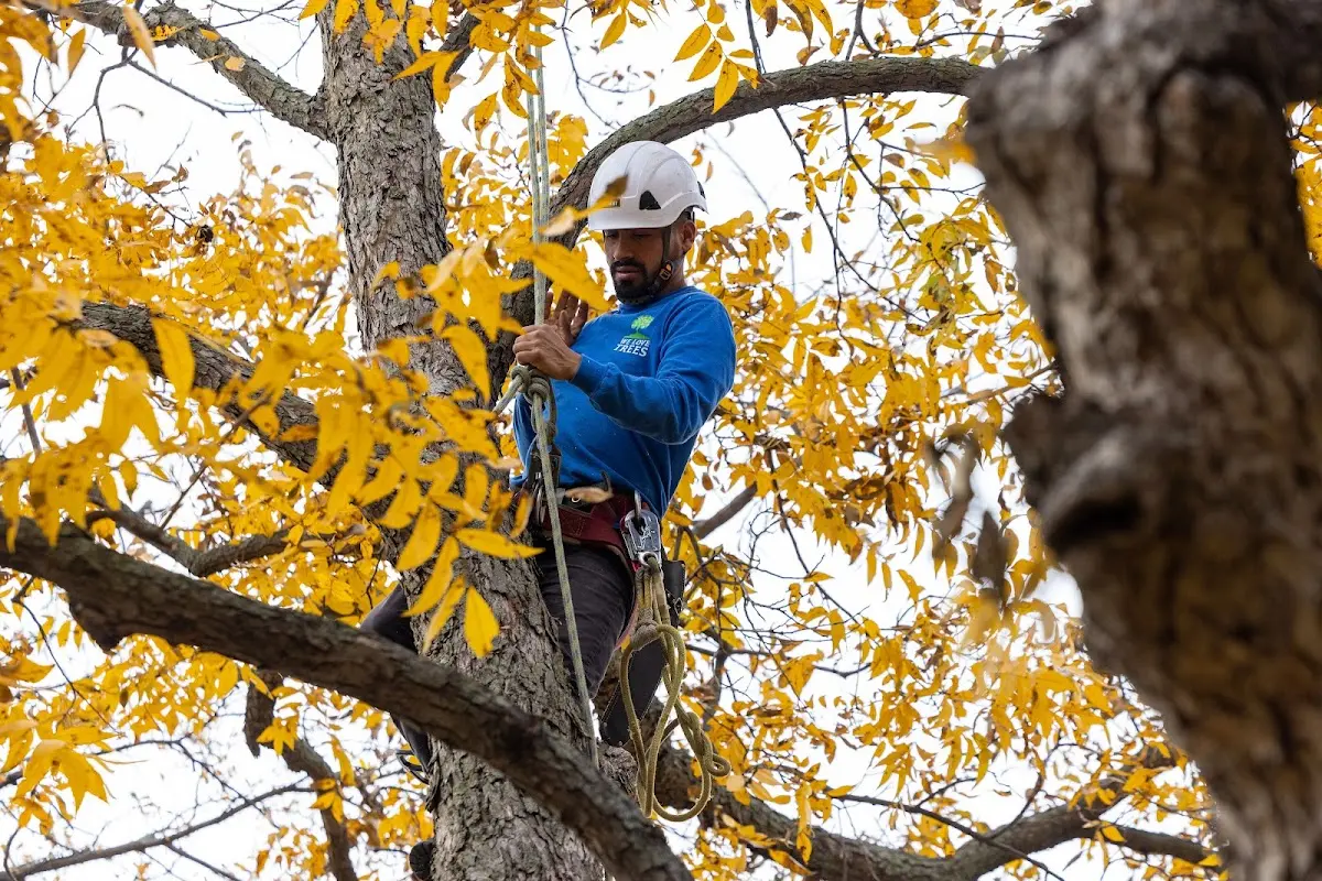 Skilled Tree Transplanting crew working in Macksburg